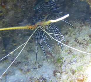 Schnorcheln Raja Ampat