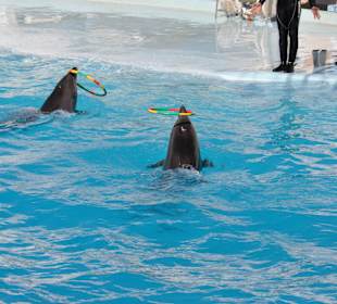 Dolphin Sharm elshiek show