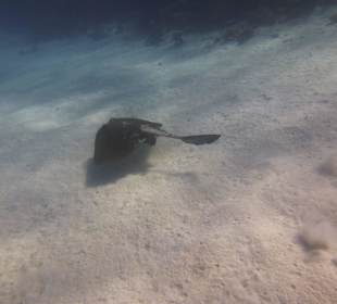 Rochenbesuch während der Delfintour - einmalig!