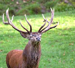 Wildparadies Tripsdrill