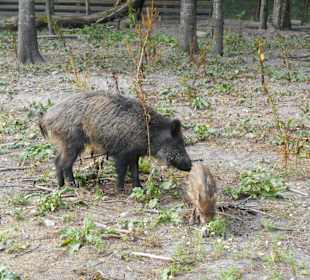 Białowieski Park Narodowy