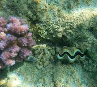 Riff vorm Makadi Palace