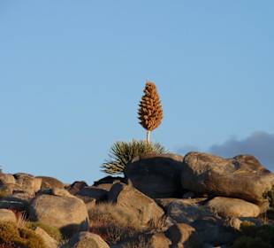 Mojave Wüste