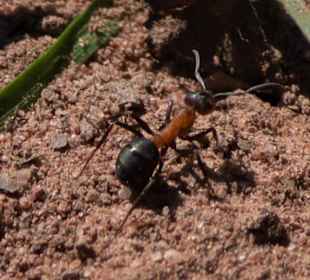 Wild und Wanderpark Silz RL