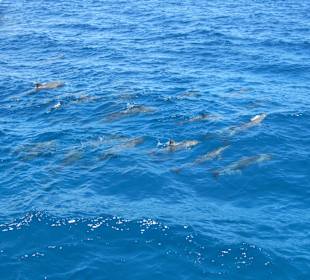 Dolphin House trip 