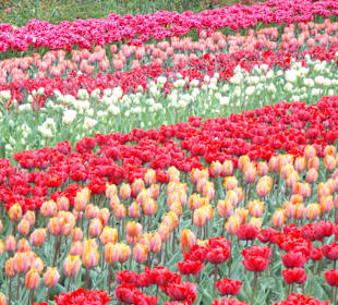 Keukenhof