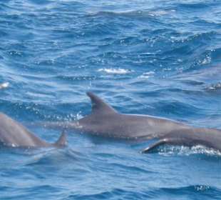 Delfine 15.07.2012
