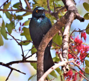 Grünschwanzglanzstar