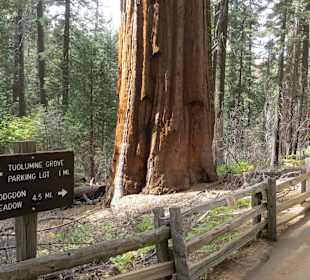 Tuolumne Grove
