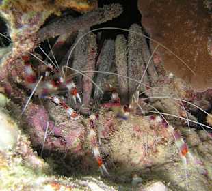 Direkt am Hausriff beim Schnorcheln aufgenommen