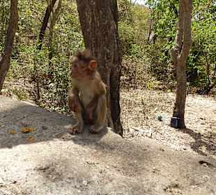 Im Nationalpark Sanjay Gandhi
