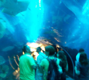 Aquarium Tunnel in der Dubai Mall