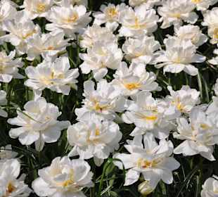 Парк Кекенхоф в Голандии