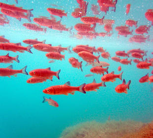 Plitvicer Seen - Fische