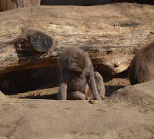 Zoo