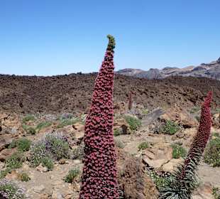 Parque Nacional del Teide