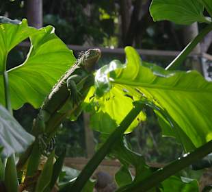 Leguane lieben Sonne