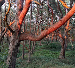 Wandern Dzwirzyno