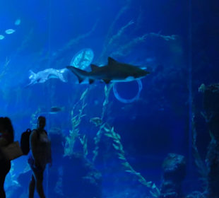 Poema del Mar Aquarium