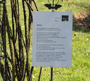Planetengarten - Venus