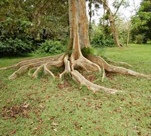 Botanischer Garten Pamplemousses