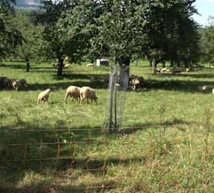 Hochgehnießen - Premiumspazierwanderweg