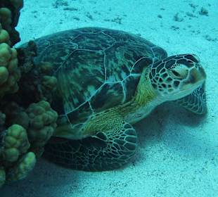 Die "tägliche" Schildkröte