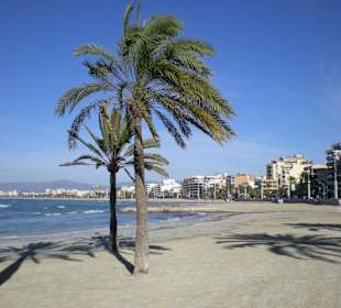 Palmenstrand von El Arenal im Januar