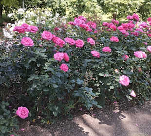 Westpark