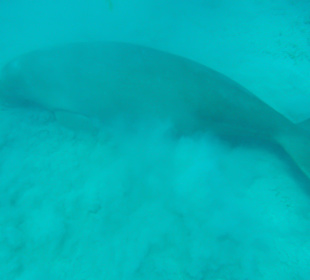Marsa Mubarak Dugong