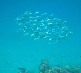 Fischschwarm