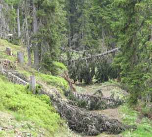 Abwechslungsreicher Weg 