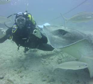 Tauchen mit Rochen auf Teneriffa