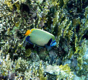 Imperator Kaiserfisch