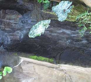 В зоопарке Бали