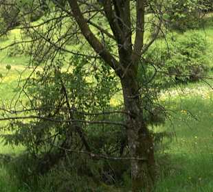 Waldlehrpfad in Tieringen