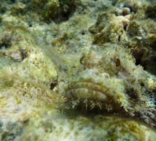 Bärtiger Drachenkopf