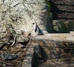 Pinguin
