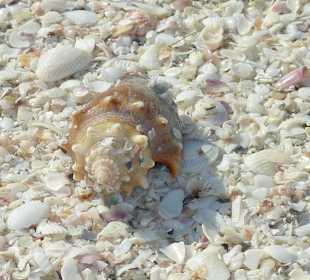 Muscheln in Hülle und Fülle