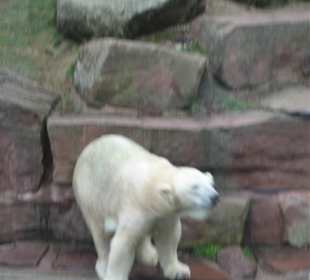 Eisbär