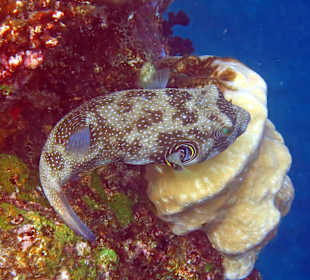 Beim schnorcheln am Südriff