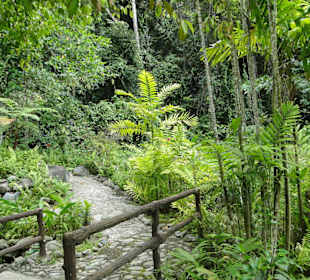 Poring Hot Springs - Schmetterlingsgarten