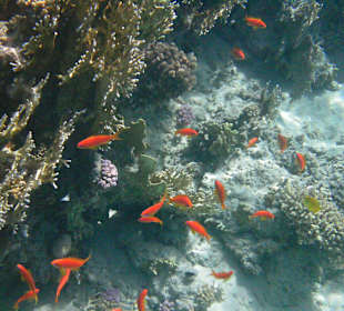 Bunte Unterwasserwelt - intaktes Hausriff