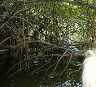Affen in der freien Natur
