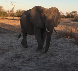 Safari Tour Timbavati	