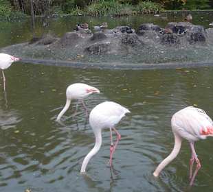 Flamingo
