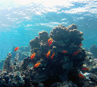 Schnorcheln Marsa Alam