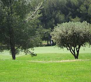 Mit üppiger Vegetation