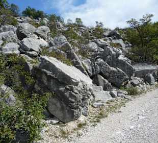 Links und rechts des Forstweges