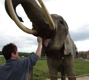 Elefantenhof Platschow 